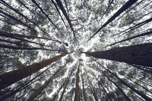 eco-friendliness-green-wedding